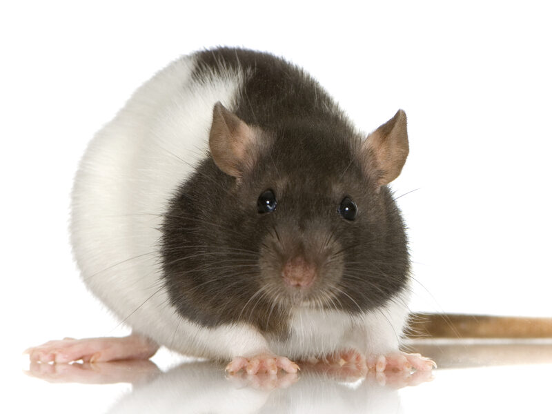 Sådan håndterer du rotteangreb i dit hjem